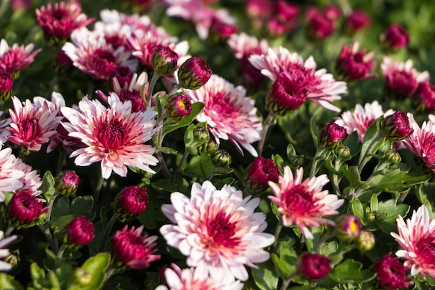 sfondo di fiori naturali. fiori di crisantemi bianchi e rosa primo piano