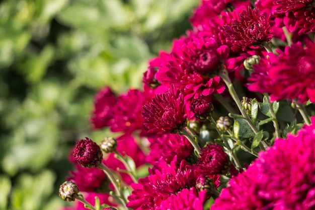 sfondo di fiori naturali. fiori di crisantemo rosa da vicino