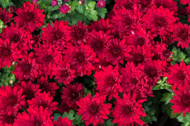 sfondo di fiori naturali. fiori di crisantemo rosso da vicino