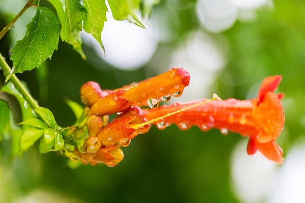 Sfondo di fiori, primo piano