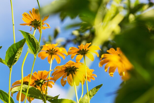 Sfondo di fiori, primo piano