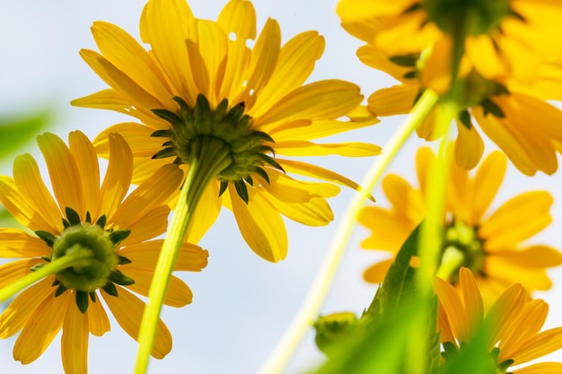 Sfondo di fiori, primo piano