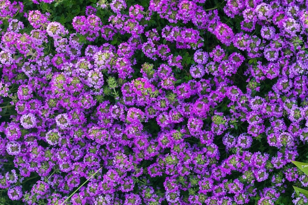 Sfondo di fiori rosa e viola in fiore luminosi di timo