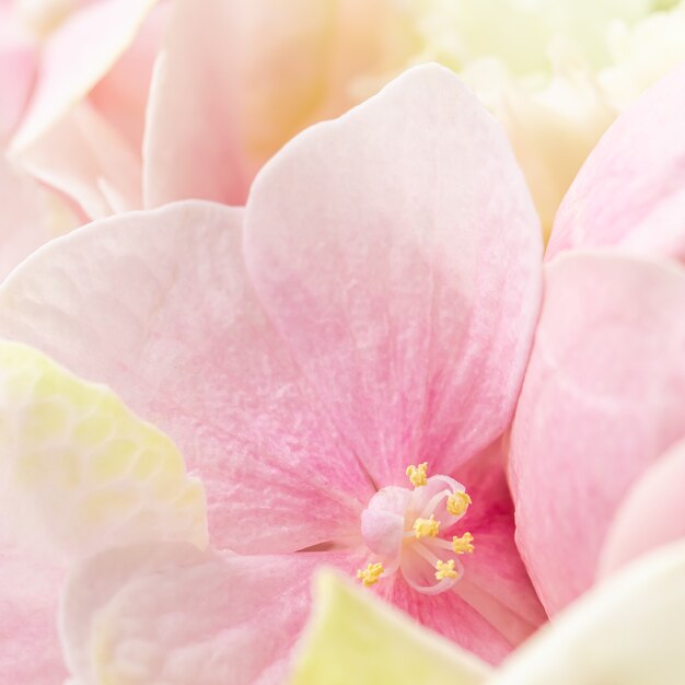 Sfondo di fiori rosa ortensia o hortensia in fiore