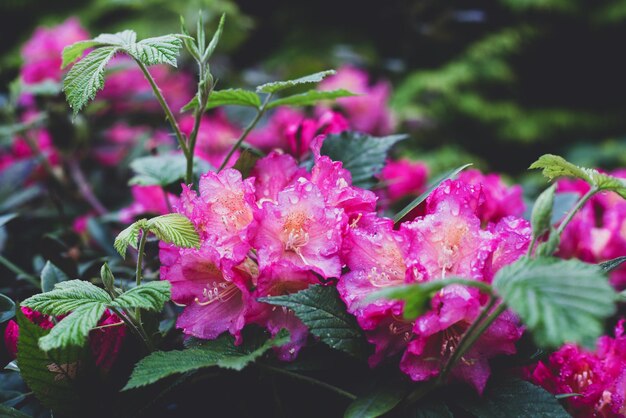 Sfondo di fiori rosa primo piano