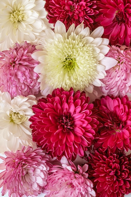 Sfondo di fiori rosa, viola e bianchi del crisantemo