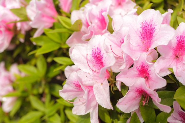 sfondo di fiori rosa