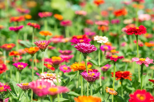 Sfondo di fiori, tanti bei e luminosi colori di Zinnia peruviana