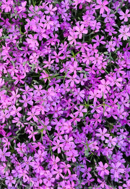 Sfondo di fiori viola Phlox in primavera