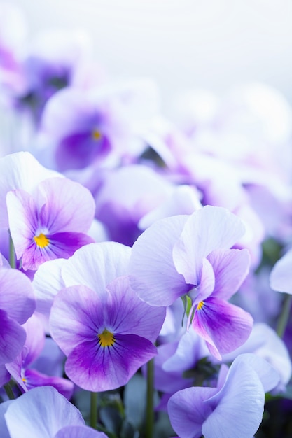 Sfondo di fiori viola
