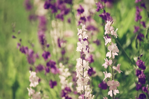 Sfondo di fiori viola