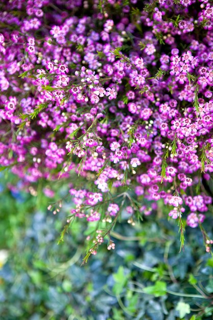 Sfondo di fiori