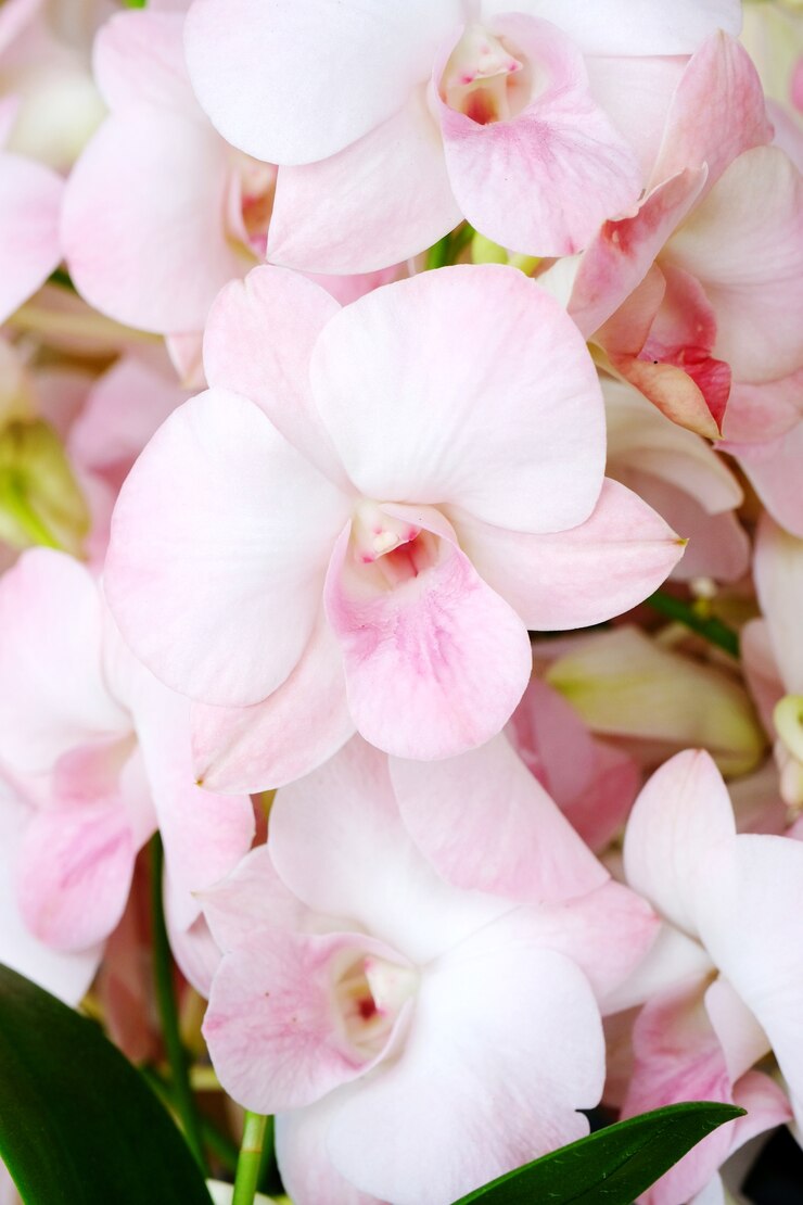 Foto sfondo di fiori