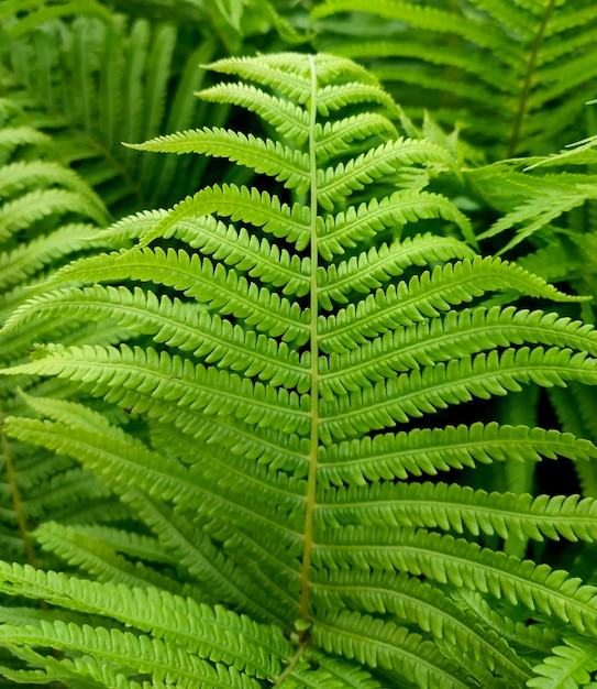 Sfondo di foglia di felce verde nella foresta