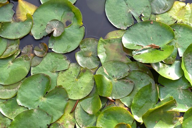 sfondo di foglia di loto verde nel lago.