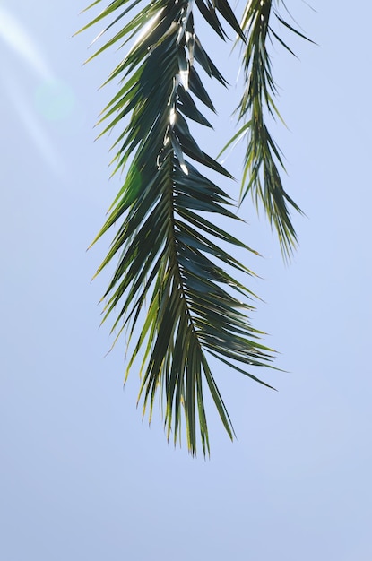 Sfondo di foglia di palma verde natura sulla spiaggia tropicale con luce solare bokeh contro il cielo blu.