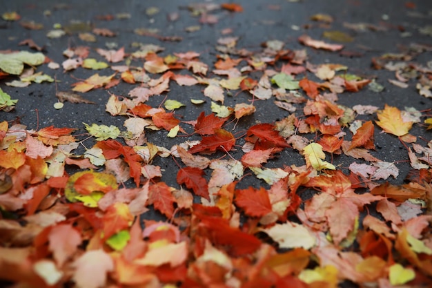 Sfondo di foglie autunnali rosse e arancioni Immagine esterna colorata di foglie autunnali cadute perfette per l'uso stagionale