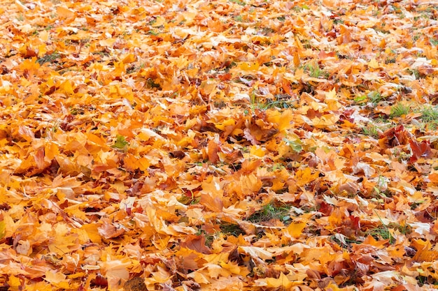 Sfondo di foglie autunnali rosse e arancioni