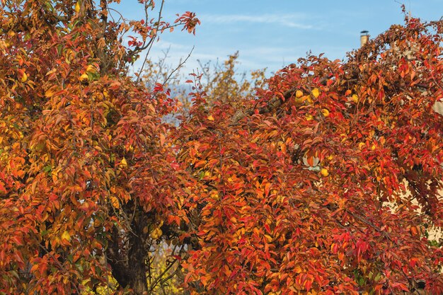 Sfondo di foglie autunnali rosse e arancioni