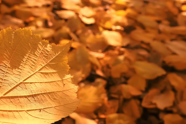 sfondo di foglie cadute / sfondo autunnale foglie gialle cadute da un albero