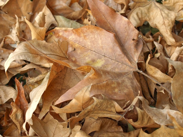 Sfondo di foglie cadute