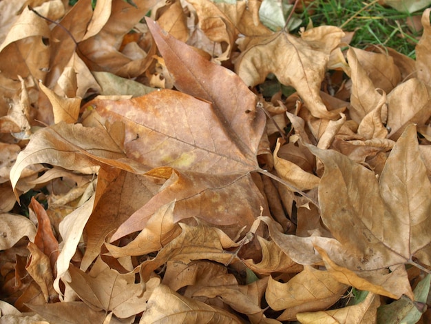 Sfondo di foglie cadute