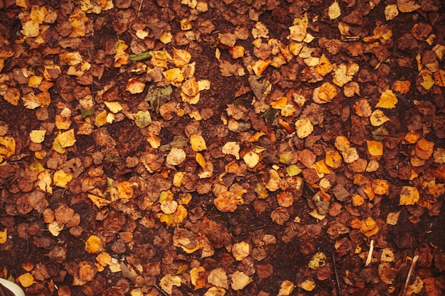 Sfondo di foglie che cadono d'oro d'autunno nella foresta