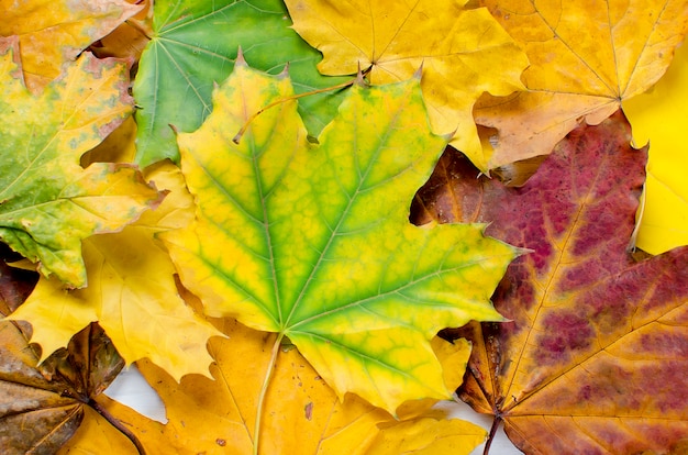 Sfondo di foglie colorate d&#39;autunno