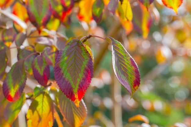 Sfondo di foglie colorate in autunno Autunno sfondo