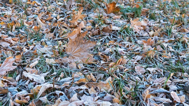 Sfondo di foglie congelate. prima gelata nel Parco cittadino