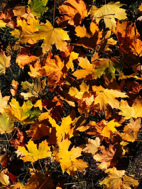 Sfondo di foglie d'acero Un'estate indiana è un periodo di tempo asciutto e insolitamente caldo Molte belle foglie colorate cadute di acero sdraiato sull'erba Trama di foglia verde arancione giallo rosso