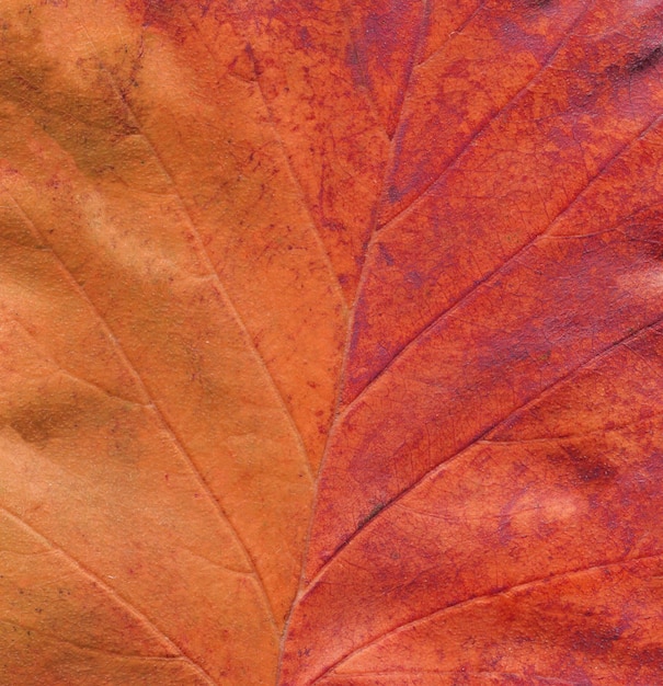 Sfondo di foglie d'autunno Concetto di autunno minimo