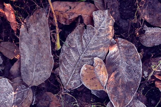 Sfondo di foglie d'autunno