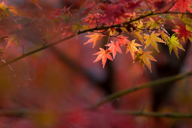 Sfondo di foglie d&#39;autunno