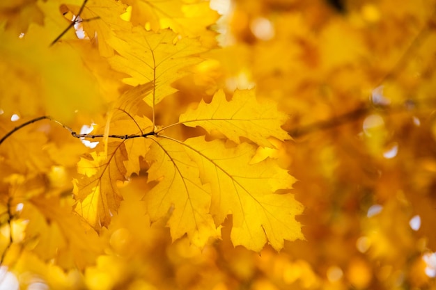 Sfondo di foglie di acero giallo autunnale