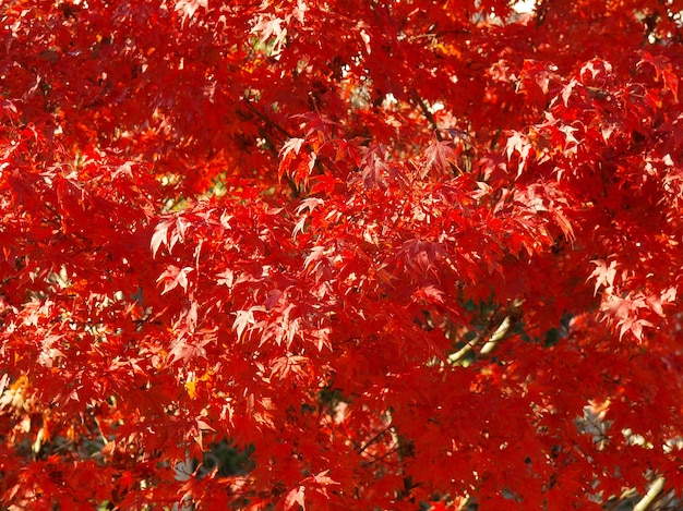 Sfondo di foglie di acero rosso