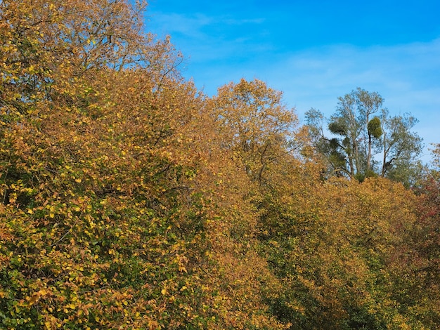 Sfondo di foglie di albero