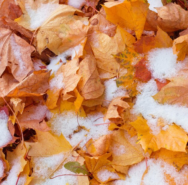 Sfondo di foglie di autunno gialli nella neve