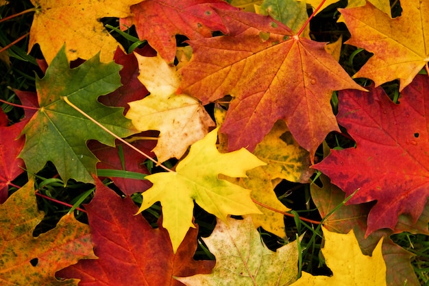 sfondo di foglie di autunno giallo, arancio e verde brillante.