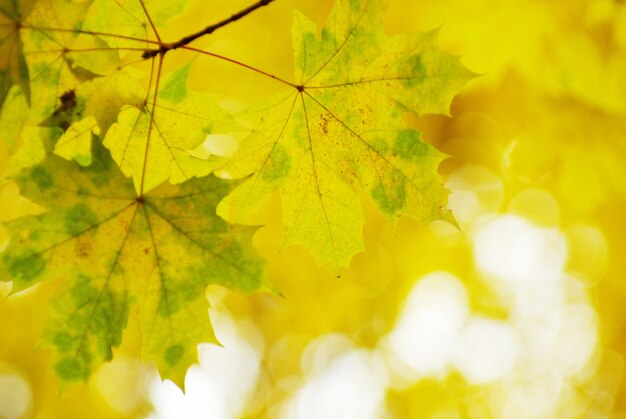 Sfondo di foglie di autunno in una giornata di sole