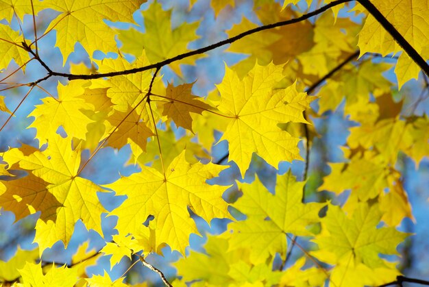 Sfondo di foglie di autunno in una giornata di sole