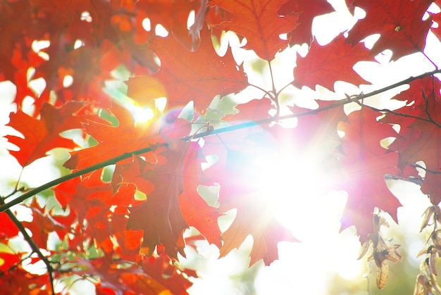 Sfondo di foglie di autunno in una giornata di sole