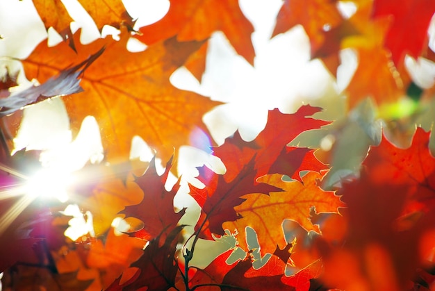 Sfondo di foglie di autunno in una giornata di sole