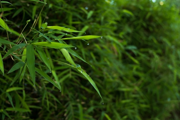 Sfondo di foglie di bambù.