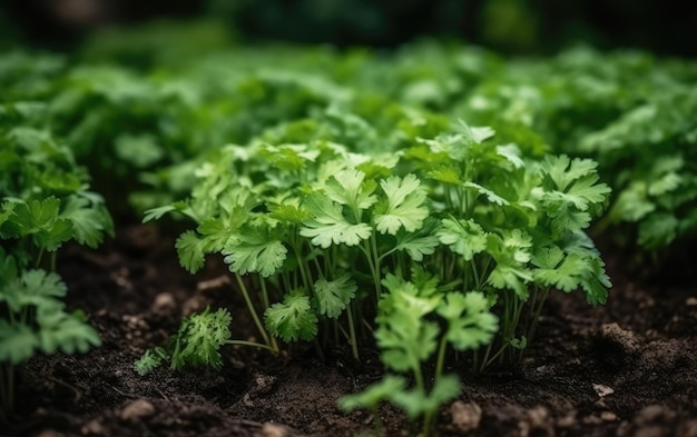 Sfondo di foglie di coriandolo organico IA generativa