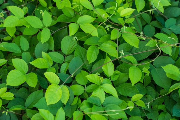 Sfondo di foglie di edera verde Foglie verdi