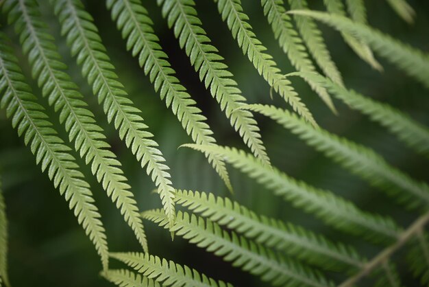 Sfondo di foglie di felce offuscata Carta da parati verde della natura Felce alzato