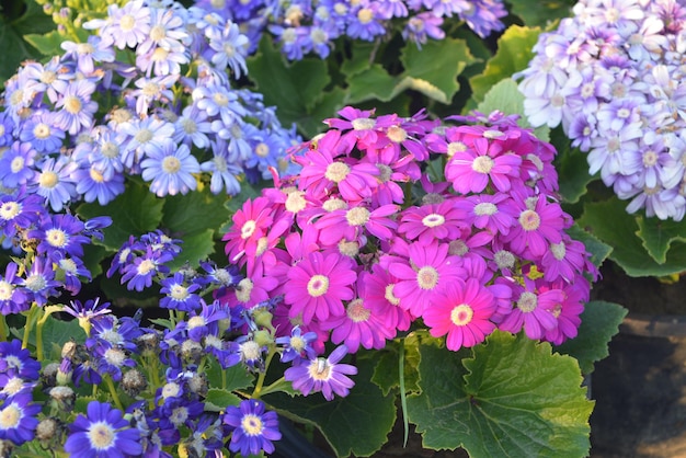 sfondo di foglie di fiori