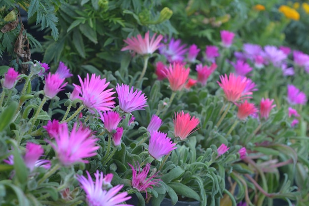 sfondo di foglie di fiori