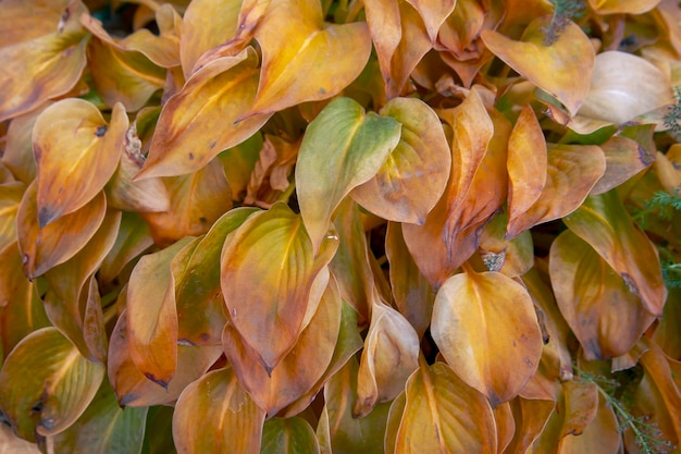 Sfondo di foglie di hosta autunnali Trama del modello di foglie